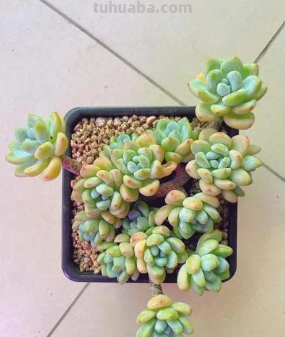 100种多肉，图名并茂，个个漂亮塞鲜花，看看你喜欢哪一款 - 图画吧TUHUABA