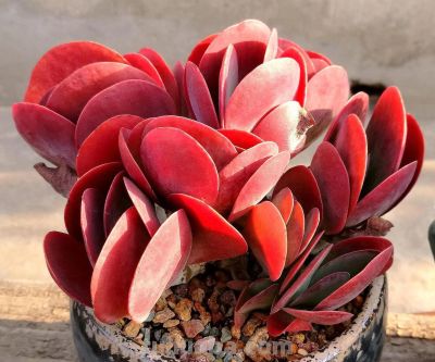 100种多肉，图名并茂，个个漂亮塞鲜花，看看你喜欢哪一款 - 图画吧TUHUABA