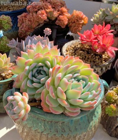 100种多肉，图名并茂，个个漂亮塞鲜花，看看你喜欢哪一款 - 图画吧TUHUABA