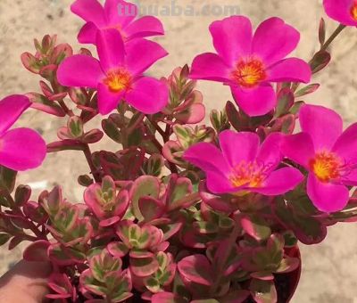 100种多肉，图名并茂，个个漂亮塞鲜花，看看你喜欢哪一款 - 图画吧TUHUABA