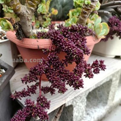 100种多肉，图名并茂，个个漂亮塞鲜花，看看你喜欢哪一款 - 图画吧TUHUABA