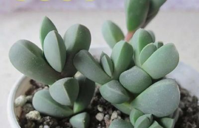 100种多肉，图名并茂，个个漂亮塞鲜花，看看你喜欢哪一款 - 图画吧TUHUABA