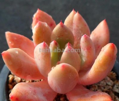 100种多肉，图名并茂，个个漂亮塞鲜花，看看你喜欢哪一款 - 图画吧TUHUABA