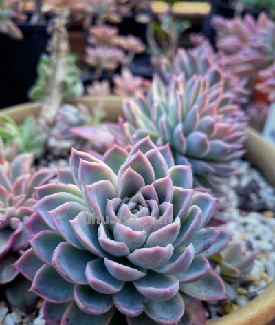 100种多肉，图名并茂，个个漂亮塞鲜花，看看你喜欢哪一款 - 图画吧TUHUABA