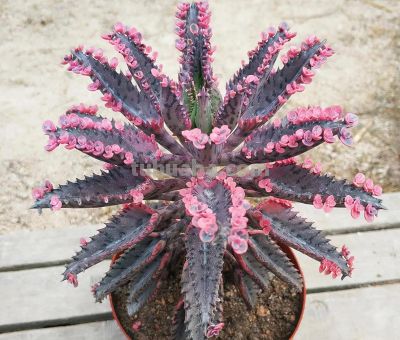 100种多肉，图名并茂，个个漂亮塞鲜花，看看你喜欢哪一款 - 图画吧TUHUABA