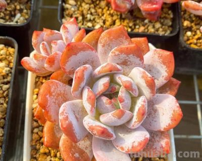 100种多肉，图名并茂，个个漂亮塞鲜花，看看你喜欢哪一款 - 图画吧TUHUABA