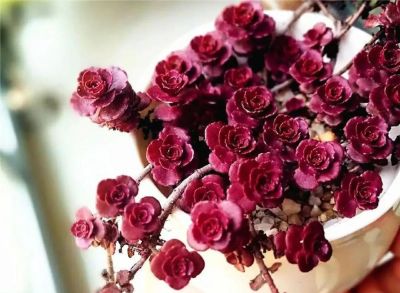 100种多肉，图名并茂，个个漂亮塞鲜花，看看你喜欢哪一款 - 图画吧TUHUABA