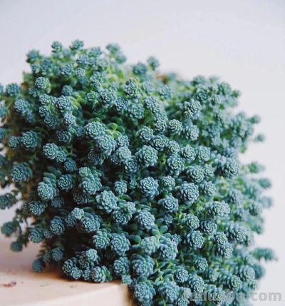 100种多肉，图名并茂，个个漂亮塞鲜花，看看你喜欢哪一款 - 图画吧TUHUABA