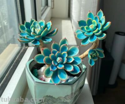 100种多肉，图名并茂，个个漂亮塞鲜花，看看你喜欢哪一款 - 图画吧TUHUABA