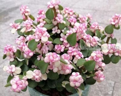 “养不死”的4种多肉，不用管它，照旧越养越大 - 今日头条