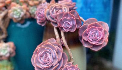 10大入门级多肉，新手快点看过来，你养多肉的信心就靠它们建立了 - 今日头条