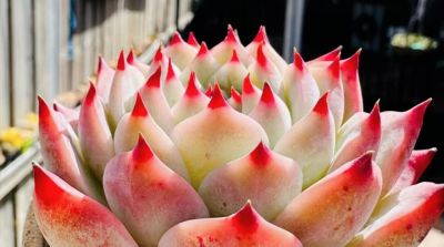 10大入门级多肉，新手快点看过来，你养多肉的信心就靠它们建立了 - 图画吧TUHUABA