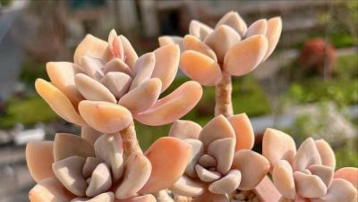 10大入门级多肉，新手快点看过来，你养多肉的信心就靠它们建立了 - 图画吧TUHUABA