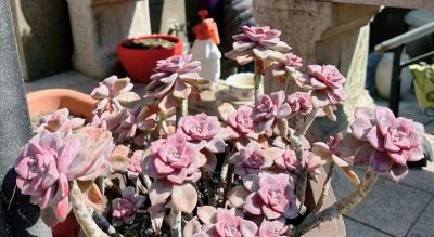 10大入门级多肉，新手快点看过来，你养多肉的信心就靠它们建立了 - 图画吧TUHUABA