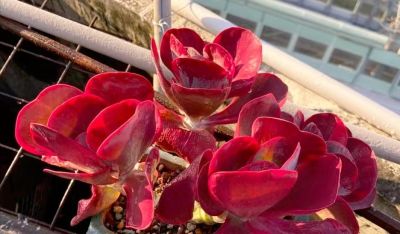 10大入门级多肉，新手快点看过来，你养多肉的信心就靠它们建立了 - 图画吧TUHUABA