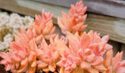 10大入门级多肉，新手快点看过来，你养多肉的信心就靠它们建立了 - 图画吧TUHUABA