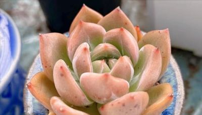 10大入门级多肉，新手快点看过来，你养多肉的信心就靠它们建立了 - 图画吧TUHUABA