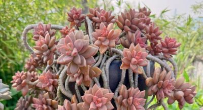 10大入门级多肉，新手快点看过来，你养多肉的信心就靠它们建立了 - 图画吧TUHUABA