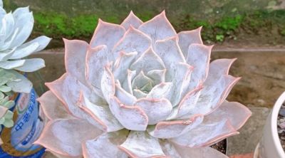 10大入门级多肉，新手快点看过来，你养多肉的信心就靠它们建立了 - 图画吧TUHUABA