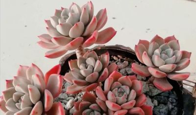 10大入门级多肉，新手快点看过来，你养多肉的信心就靠它们建立了 - 图画吧TUHUABA