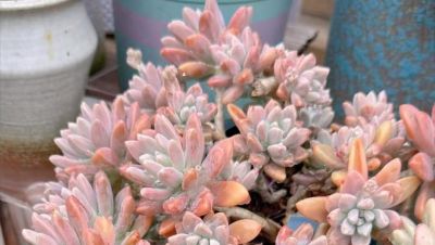 10大入门级多肉，新手快点看过来，你养多肉的信心就靠它们建立了 - 图画吧TUHUABA