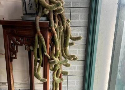 90后小伙一盆多肉植物养了十多年，越长越怪，家人见了都害怕 - 图画吧TUHUABA