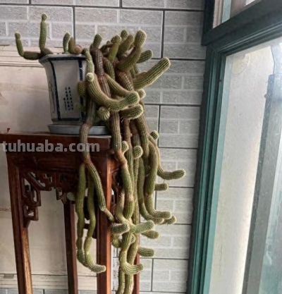 90后小伙一盆多肉植物养了十多年，越长越怪，家人见了都害怕 - 今日头条