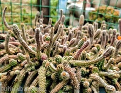 90后小伙一盆多肉植物养了十多年，越长越怪，家人见了都害怕 - 图画吧TUHUABA