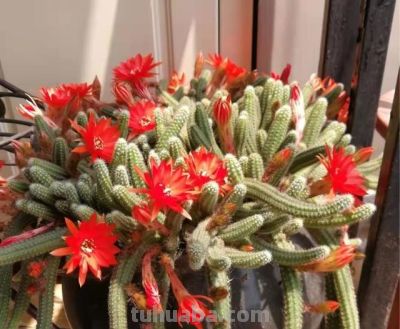 90后小伙一盆多肉植物养了十多年，越长越怪，家人见了都害怕 - 图画吧TUHUABA