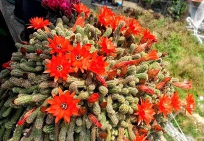 90后小伙一盆多肉植物养了十多年，越长越怪，家人见了都害怕 - 图画吧TUHUABA