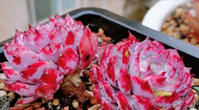 这10款多肉我特别喜欢，要是你也觉得不错，可趁9月气温合适入手 - 图画吧TUHUABA