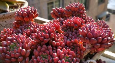 这10款多肉我特别喜欢，要是你也觉得不错，可趁9月气温合适入手 - 图画吧TUHUABA