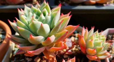 这10款多肉我特别喜欢，要是你也觉得不错，可趁9月气温合适入手 - 图画吧TUHUABA