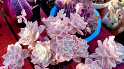 这10款多肉我特别喜欢，要是你也觉得不错，可趁9月气温合适入手 - 图画吧TUHUABA