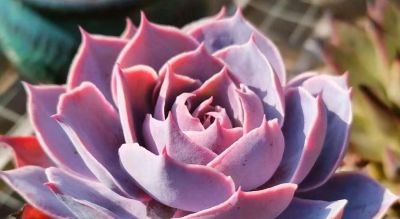 这10款多肉我特别喜欢，要是你也觉得不错，可趁9月气温合适入手 - 图画吧TUHUABA