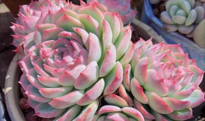 这10款多肉我特别喜欢，要是你也觉得不错，可趁9月气温合适入手 - 图画吧TUHUABA