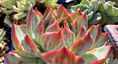 这10款多肉我特别喜欢，要是你也觉得不错，可趁9月气温合适入手 - 图画吧TUHUABA