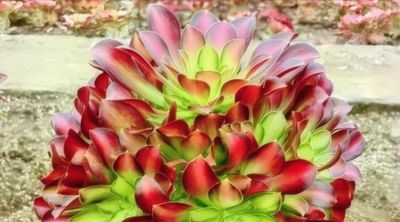 这10款多肉我特别喜欢，要是你也觉得不错，可趁9月气温合适入手 - 图画吧TUHUABA