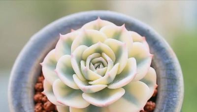 这10款多肉我特别喜欢，要是你也觉得不错，可趁9月气温合适入手 - 图画吧TUHUABA