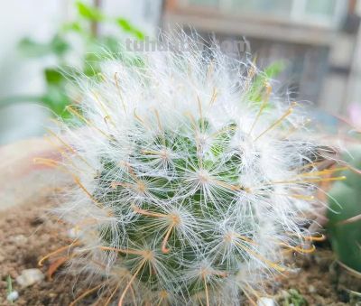 仙人球养护全攻略：少水多光好存活 - 今日头条