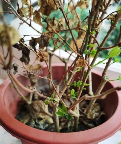 仙人球养护全攻略：少水多光好存活 - 图画吧TUHUABA