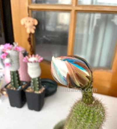 浙江一女子，晒弟弟养的仙人球开花了，网友：莫非成精了？ - 今日头条