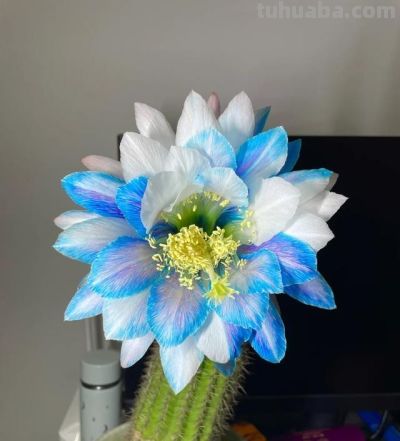 浙江一女子，晒弟弟养的仙人球开花了，网友：莫非成精了？ - 图画吧TUHUABA