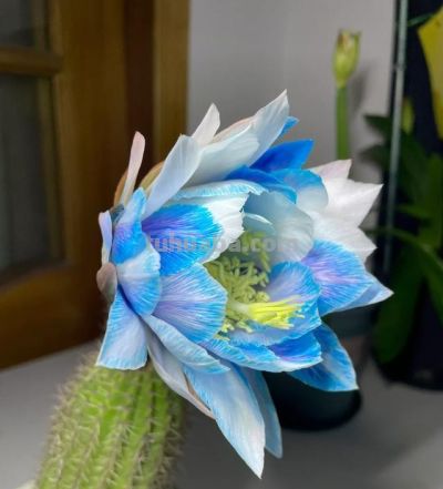 浙江一女子，晒弟弟养的仙人球开花了，网友：莫非成精了？ - 图画吧TUHUABA