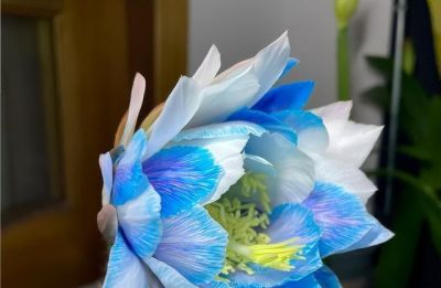 浙江一女子，晒弟弟养的仙人球开花了，网友：莫非成精了？ - 图画吧TUHUABA