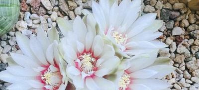 浙江一女子，晒弟弟养的仙人球开花了，网友：莫非成精了？ - 图画吧TUHUABA