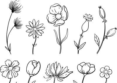 想学画画没人教？老师教画花卉基础线稿，0基础看完也能画出来 - 图画吧TUHUABA