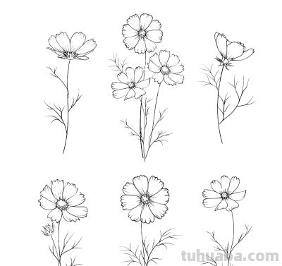 想学画画没人教？老师教画花卉基础线稿，0基础看完也能画出来 - 图画吧TUHUABA