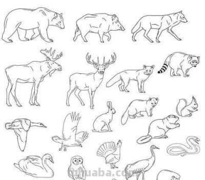 够你画10年了！2000个动物简笔画线稿，收藏备用 - 图画吧TUHUABA