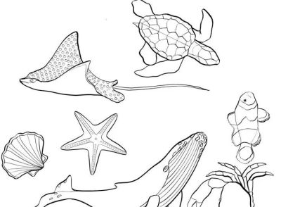 够你画一个月了！50个海洋动物简笔画线稿 - 图画吧TUHUABA